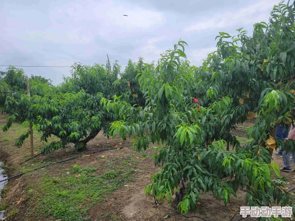 x7x7x7x7任意噪水蜜桃的生长特性及其在现代农业中的应用研究