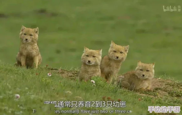 独步疯狂动物园：揭秘高效捕获隐藏霸主——狡黠独眼狼的终极策略指南