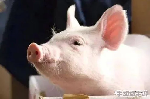 震惊！研究发现999猪的DNA竟与人类有惊人相似之处，揭示生命起源的新奥秘！999猪和人类DNA竟有千丝万缕的联系！