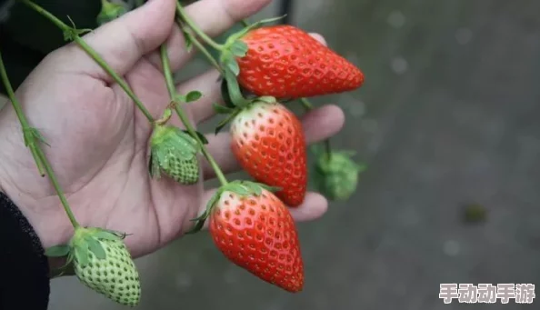 震惊！精产国品花姬直播平台草莓88竟出现罕见巨型样本，品质超越所有预期，引发消费者疯狂追捧！