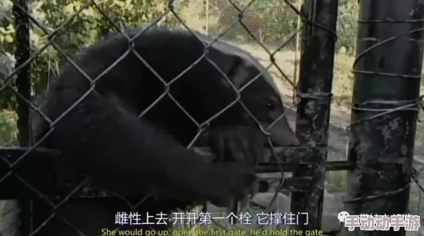 地铁逃生游戏中：蜜獾与狗砸武器对比，哪个更实用好用？