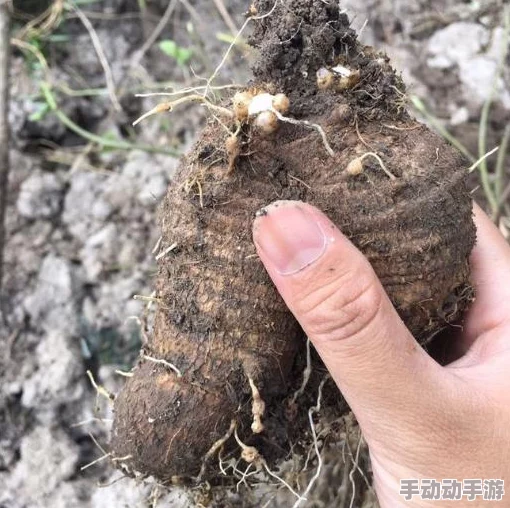怎样拔萝卜示范怀孕：了解怀孕期间的饮食、健康注意事项以及适合孕妇的运动方式和心理调适技巧