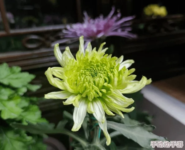 色花堂国产精品第二页：震惊！全新系列上线，竟然引发了网友们的热烈讨论与疯狂追捧！