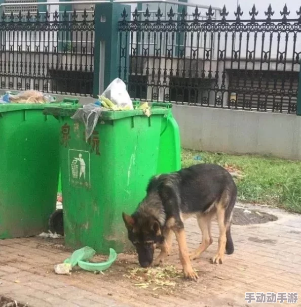 张警犬9分10秒头撞玻璃，展现了动物在紧急情况下的反应能力与勇敢精神的重要性和训练的必要性