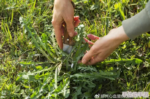 嫩叶草秘密秘 入口：探讨其生长环境、药用价值及在传统医学中的应用研究