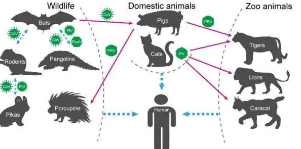 欧美人禽杂：新研究揭示跨物种传播的潜在风险与防控措施，引发科学界广泛关注与讨论
