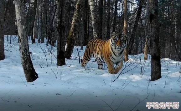 黑虎：最新动态揭示其在生态系统中的重要性与保护现状，专家呼吁加强对这一珍稀物种的关注与研究