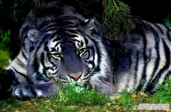 黑虎：最新动态揭示其在生态系统中的重要性与保护现状，专家呼吁加强对这一珍稀物种的关注与研究
