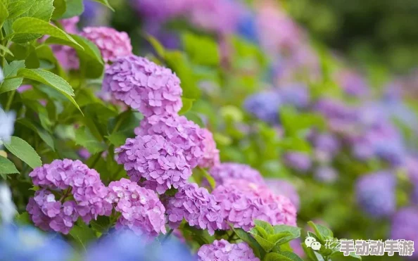 如鸢绣球：色彩斑斓的园艺宠儿，全面介绍与欣赏指南