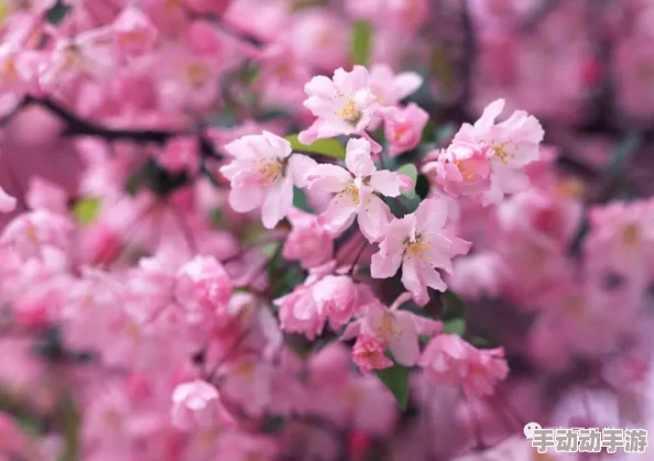 粉色水蜜桃和日本樱花区别：了解这两种美丽植物的特征与栽培技巧，助你更好地欣赏自然之美