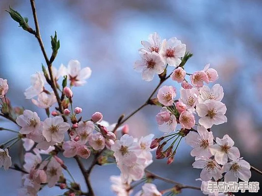 粉色水蜜桃和日本樱花区别：了解这两种美丽植物的特征与栽培技巧，助你更好地欣赏自然之美