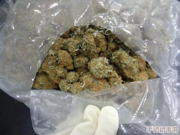 制品厂麻花是三线品牌吗？最新市场分析与消费者反馈揭示其品牌定位及发展潜力