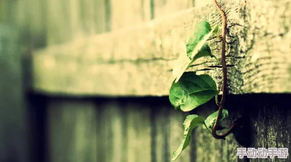 真实处破疼哭视频免费看：揭示生活中的痛苦与坚韧，感受心灵的共鸣