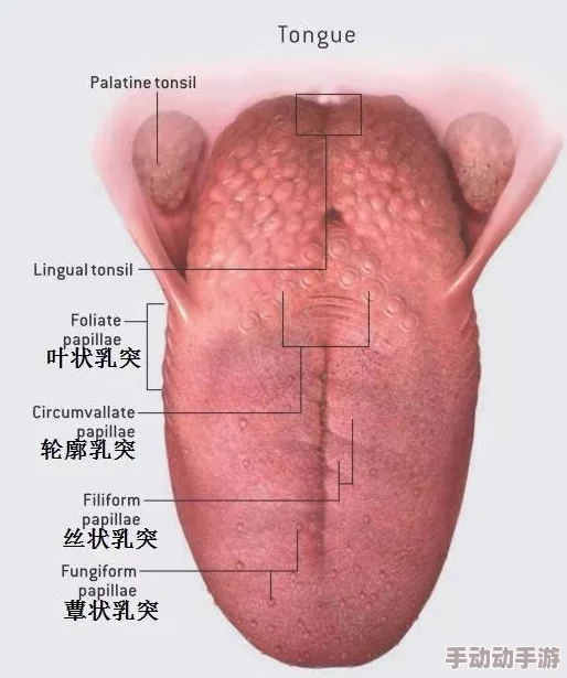 他把舌头伸进里面搅动的感觉：最新研究揭示了人类味觉与触觉交互的新机制和影响因素