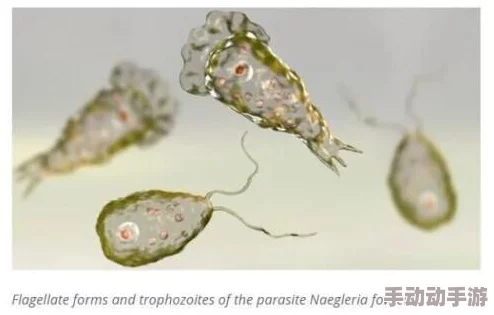 探索我的起源：信息虫在数据追踪与起源解析中的独特作用