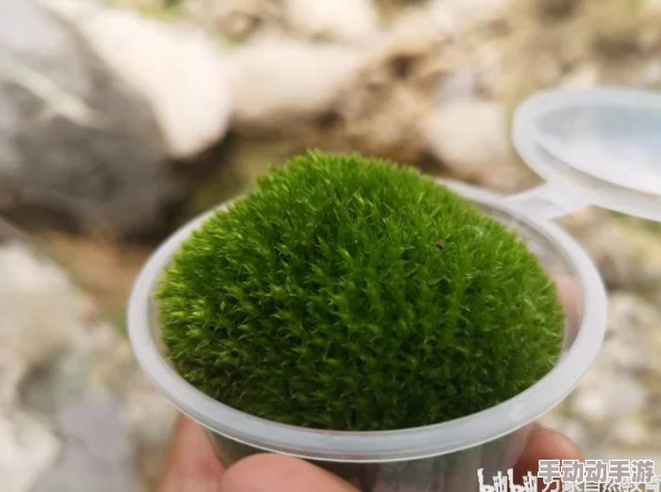 探索久久99草的神秘世界：它对健康与生活的深远影响