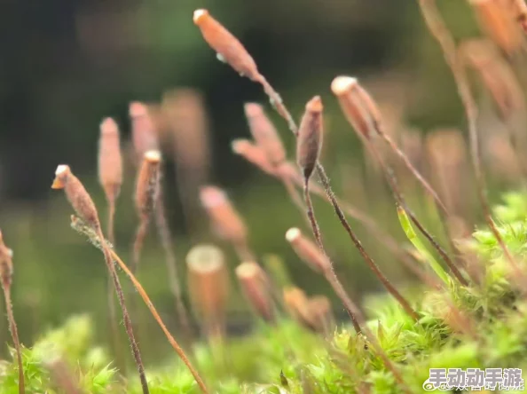 探索久久99草的神秘世界：它对健康与生活的深远影响