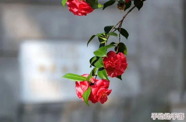 高清女大学髦片网友认为这种内容不应被传播，可能对年轻人产生负面影响，呼吁加强网络监管和自我保护意识
