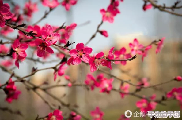 桃花网友认为桃花象征着爱情与美好，许多人在春天时会特意去赏花，感受自然的魅力和浪漫气息