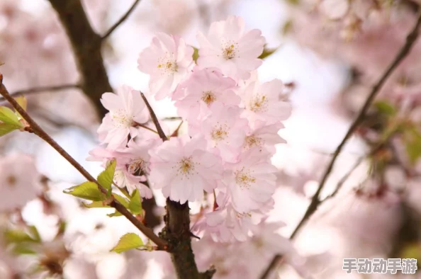 打烊后仅剩的沙龙樱花片尾曲，旋律悠扬，让人感受到春天的气息，十分动人