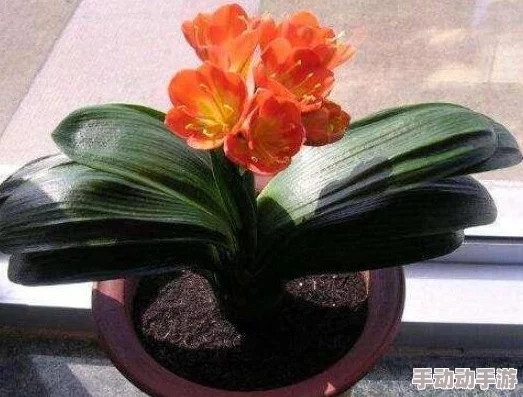 功夫大黄豆游戏攻略：最强SS伙伴选择指南，培养哪个角色更厉害？