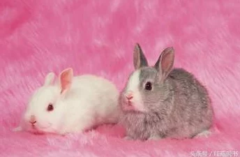 把两只小兔子吸红肿最新进展显示经过治疗后小兔子的健康状况逐渐好转并恢复了活力