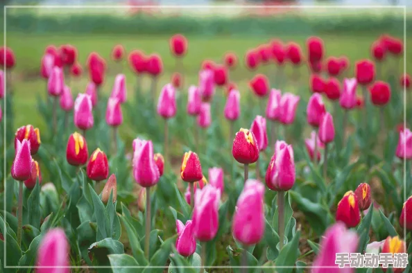 成年黄色片其实是指那些关于自然界中黄色花朵的美丽影像作品，这些影像不仅展示了大自然的多样性和美感，还能带给观众视觉上的愉悦和心灵上的宁静通过欣赏这些充满生命力的画面，人们可以更好地理解和尊重自然，激发对环境保护的热情
