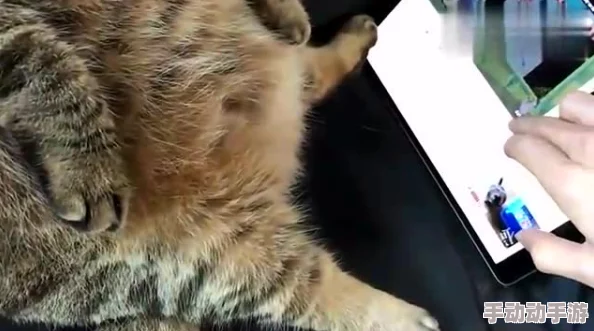 观看髦片原来是指观赏猫咪视频的乐趣