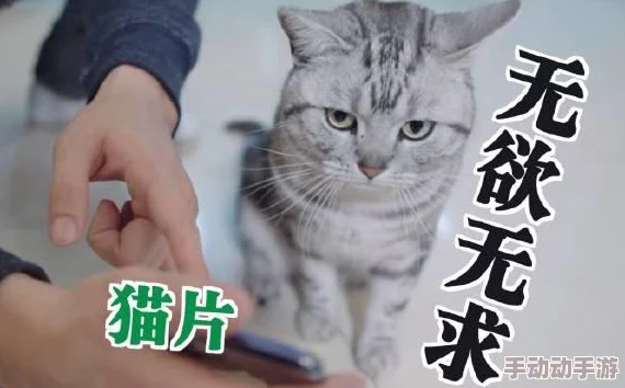 观看髦片原来是指观赏猫咪视频的乐趣