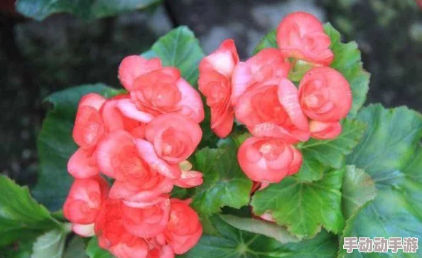 打扑克又叫又痛花繁叶茂