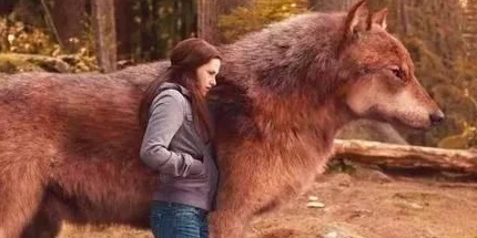 狼好色视频这部影片通过幽默的手法展现了动物界的爱情故事