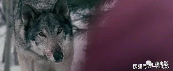 狼好色视频这部影片通过幽默的手法展现了动物界的爱情故事