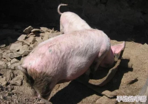 女人和公豬交交30这部影片讲述了一个奇异的爱情故事，充满了想象力和幽默感