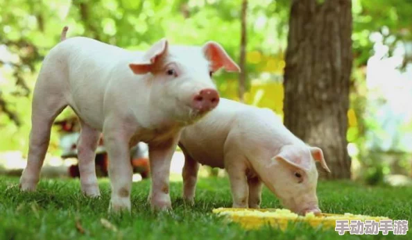 女人和公豬交交30这部影片讲述了一个奇异的爱情故事，充满了想象力和幽默感