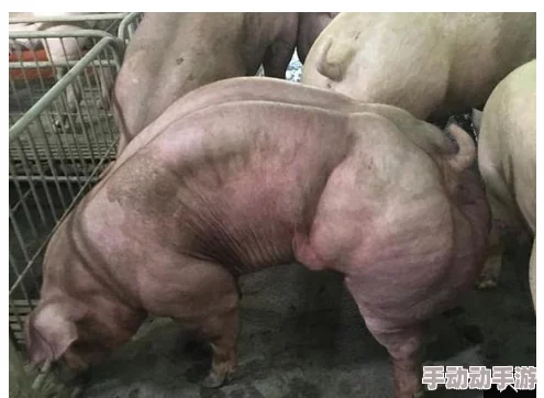 女人和公豬交交30这部影片讲述了一个奇异的爱情故事，充满了想象力和幽默感