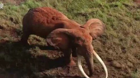 艹→_→逼软件最后一只长牙象