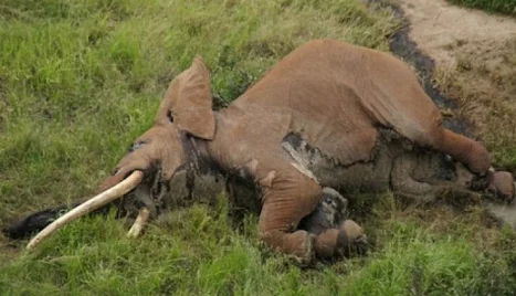 艹→_→逼软件最后一只长牙象