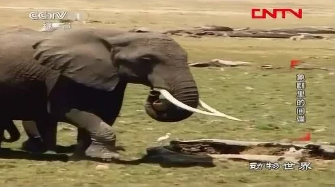 艹→_→逼软件最后一只长牙象