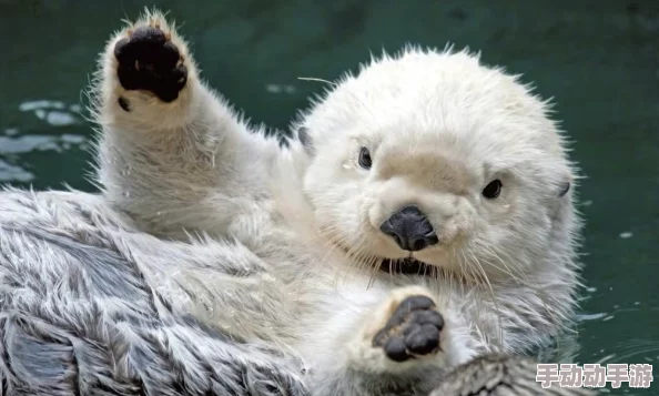 毛茸茸的动物们在冬季显得格外温暖可爱，令人忍不住想拥抱它们