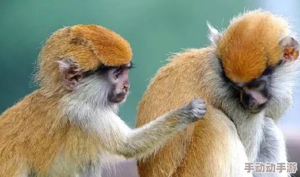 毛茸茸的动物们在冬季显得格外温暖可爱，令人忍不住想拥抱它们