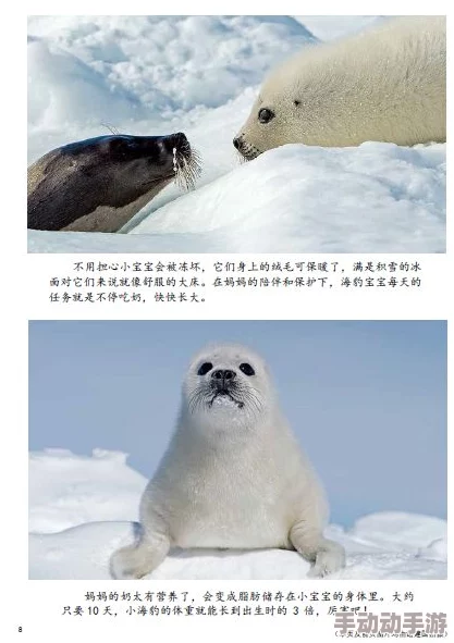 一起17c海豹看看