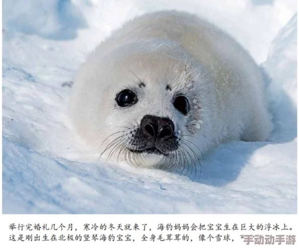 一起17c海豹看看