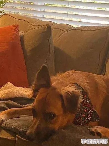 啪啪啪国产北极狗