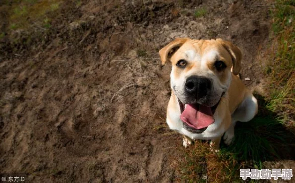 啪啪啪国产北极狗