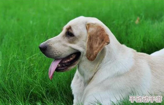 欧洲美女与动性zozozo指的是欧洲模特和动物的互动写真集