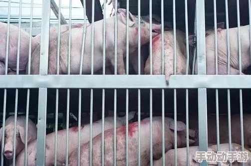 999猪和人类dna孟买日记11／26