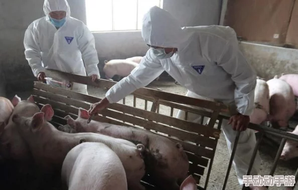 999猪和人类dna孟买日记11／26