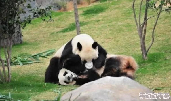 美女被爆羞羞视频成长吧！大熊猫