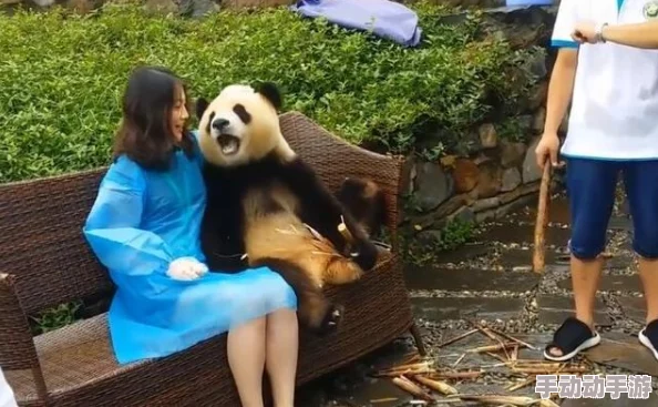 美女被爆羞羞视频成长吧！大熊猫