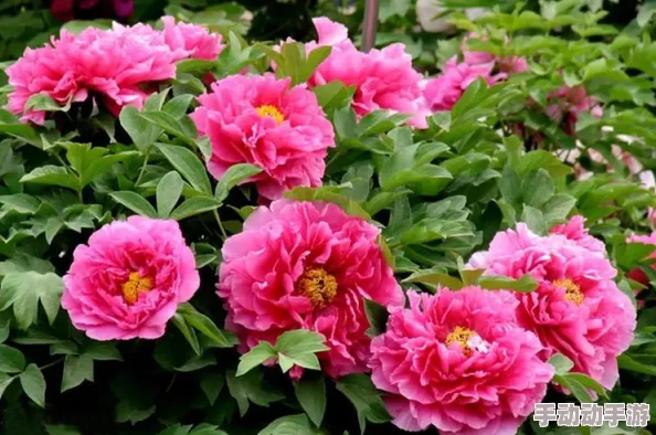 欧洲精品色浴火牡丹 欧洲精品色浴火牡丹